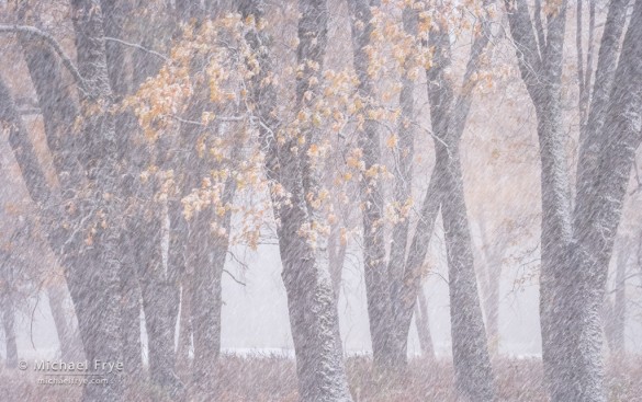 Oaks in an autumn snowstorm, Yosemite NP, CA, USA Oaks in an autumn snowstorm, Yosemite NP, CA, USA