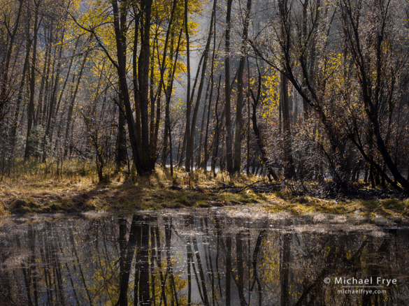 Cottonwoods reflected in a pond