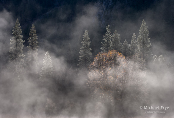 Backlit oak and pines, El Capitan Meadow