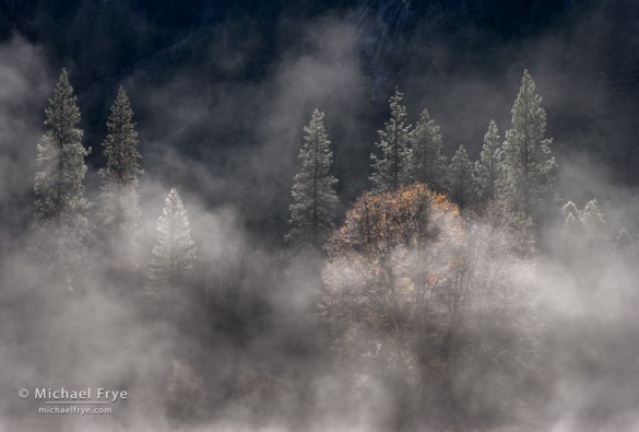 Oak, pines, and mist, El Capitan Meadow, Yosemite NP, CA, USA