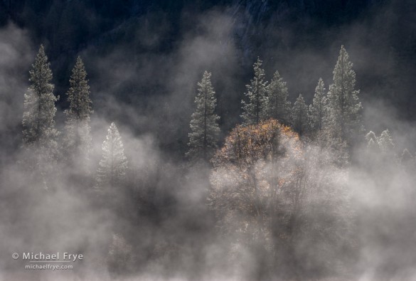 Oak, pines, and mist, El Capitan Meadow, Yosemite NP, CA, USA Oak, pines, and mist, El Capitan Meadow, Yosemite NP, CA, USA
