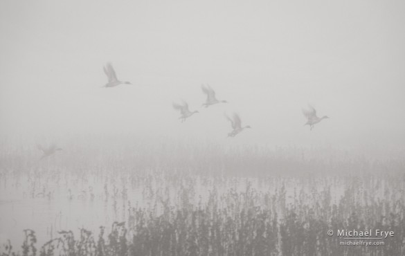 Pintail ducks taking flight in the fog, Merced NWR, CA, USA Pintail ducks taking flight in the fog, Merced NWR, CA, USA