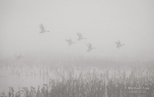 Pintail ducks taking flight in the fog, Merced NWR, CA, USA