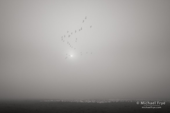 Ross's goose formation in the fog, Central Valley, CA, USA Ross's goose formation in the fog, Central Valley, CA, USA