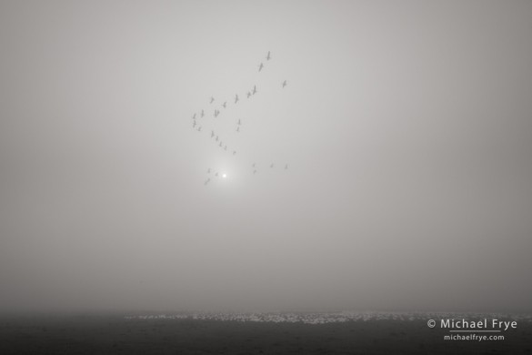 Ross's goose formation in the fog, Central Valley, CA, USA