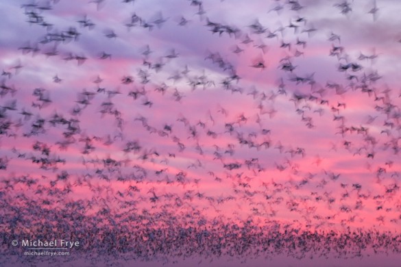 Ross's geese at sunset, Central Valley, CA, USA