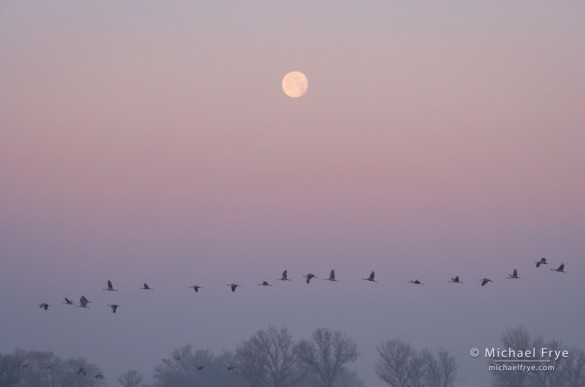 Sandhill cranes and the setting moon, Central Valley, CA, USA