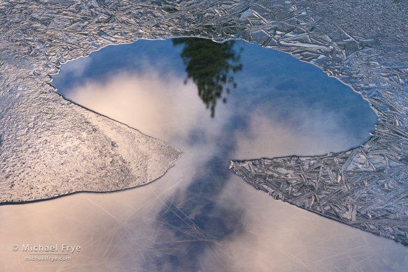 Ice and tree reflection, Yosemite NP, CA, USA