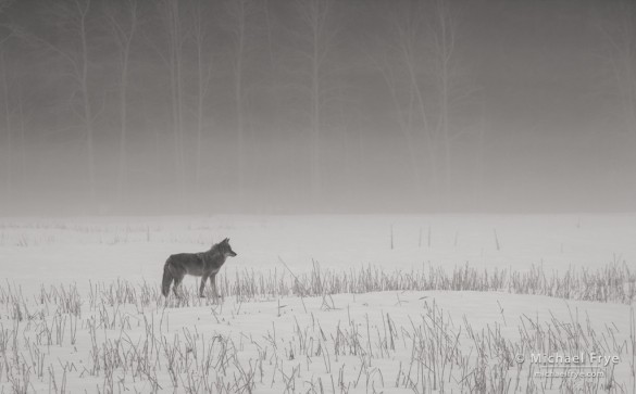 Coyote in Leidig Meadow, Yosemite NP, CA, USA