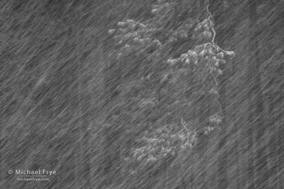 Ponderosa pines in a blizzard, Yosemite NP, CA, USA