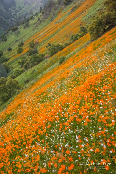 Poppies and popcorn flowers in the Merced River Canyon, Stanislaus NF, Mariposa County, CA, USA