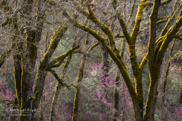 Redbuds and mossy oaks, Merced River Canyon, CA, USA Redbuds and mossy oaks, Merced River Canyon, CA, USA