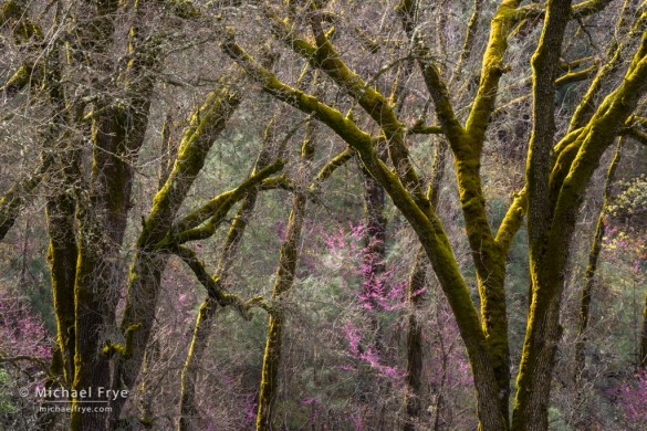 Redbuds and mossy oaks, Merced River Canyon, CA, USA