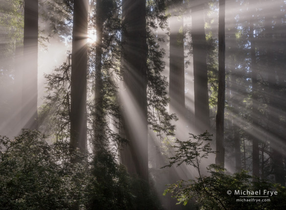 Sunbeams and redwoods, Del Norte Coast Redwoods SP, CA, USA