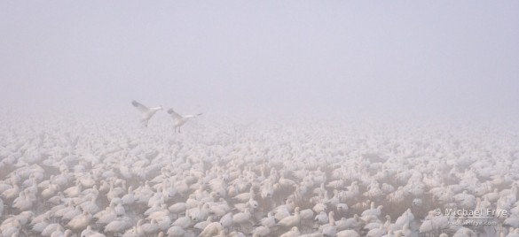 Ross's geese landing in the fog, Central Valley, CA, USA