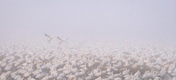 Ross's geese landing in the fog, Central Valley, CA, USA Ross's geese landing in the fog, Central Valley, CA, USA