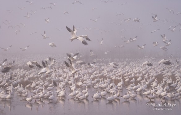 Ross's geese taking flight in the fog, Central Valley, CA, USA Ross's geese taking flight in the fog, Central Valley, CA, USA