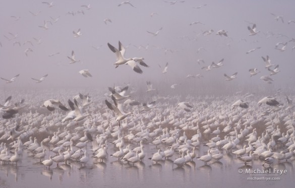 Ross's geese taking flight in the fog, Central Valley, CA, USA