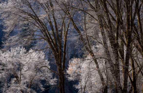 Frost on California black oaks, Yosemite NP, CA, USA