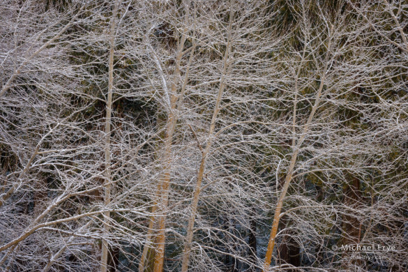 Cottonwood trees etched in snow, Yosemite NP, CA, USA