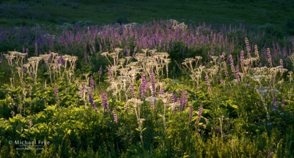 Lupine and cow parsnip near the Glacier Pt. Rd., Yosemite NP, CA, USA