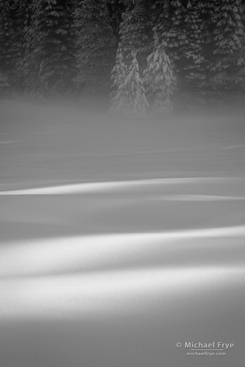 Sunlight slanting across Crane Flat Meadow, Yosemite NP, CA, USA