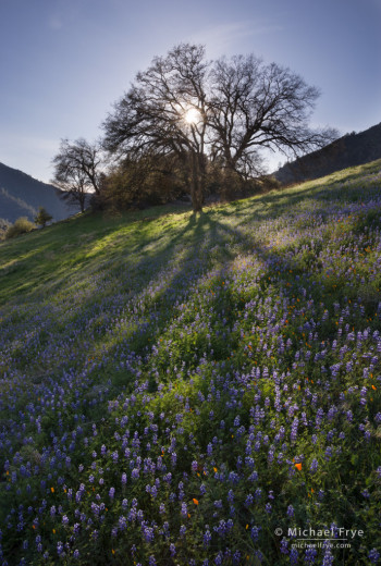Oaks, lupine, and poppies in the Merced River Canyon near El Portal, CA, USA