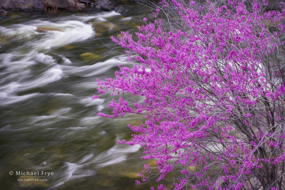 Redbud along the Merced River, Merced River Canyon, near Briceberg, CA, USA