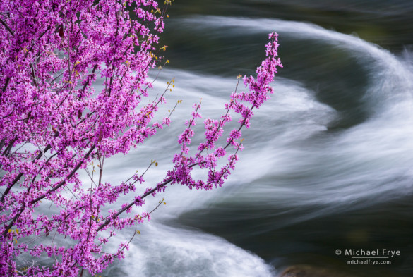 Redbud and swirling water in the Merced River, Merced River Canyon, near Briceberg, CA, USA