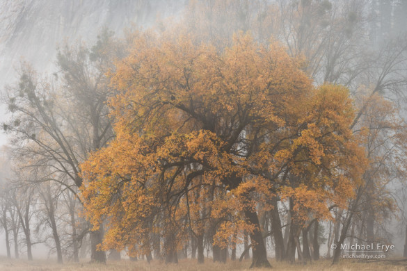 Oak tree in fog, autumn, El Capitan Meadow, Yosemite NP, CA, USA