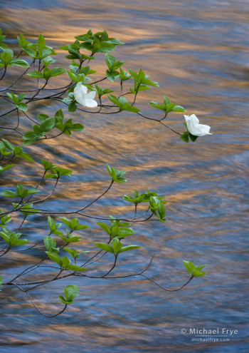 Dogwood blossoms and reflections in the Merced River, from May 2012