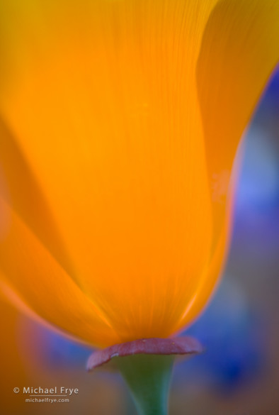 California poppy, Sierra Nevada foothills near El Portal, CA, USA