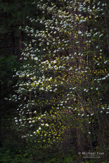 Backlit dogwood, Yosemite NP, CA, USA