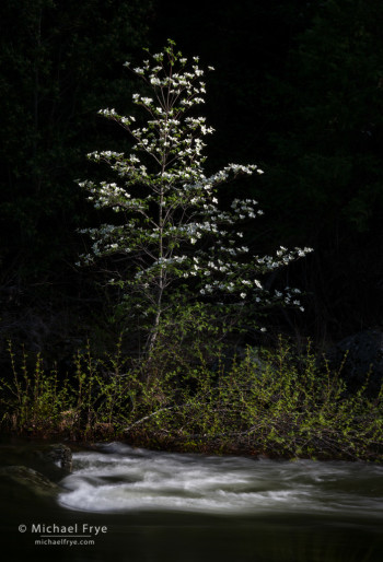 Dogwood in late-afternoon light along the Merced River, Yosemite NP, CA, USA