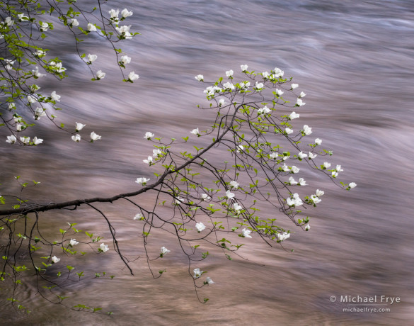 Dogwoods over the Merced River at sunset, Yosemite NP, CA, USA