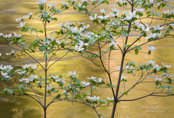 Dogwoods and reflections along the Merced River, Yosemite NP, CA, USA