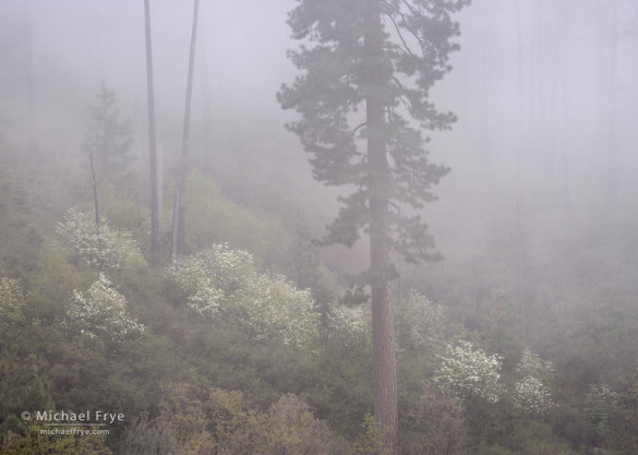 Dogwoods and ponderosa pine in fog, Yosemite NP, CA, USA