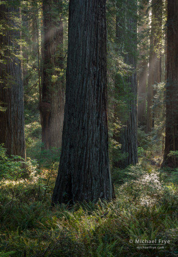 Late-afternoon sunbeams in a redwood forest, Del Norte Redwoods SP, CA, USA