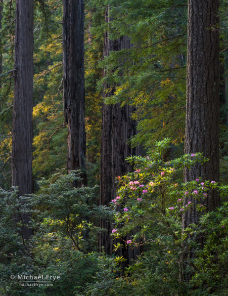 Redwoods and rhododendron, late afternoon, Del Norte Redwoods SP, CA, USA