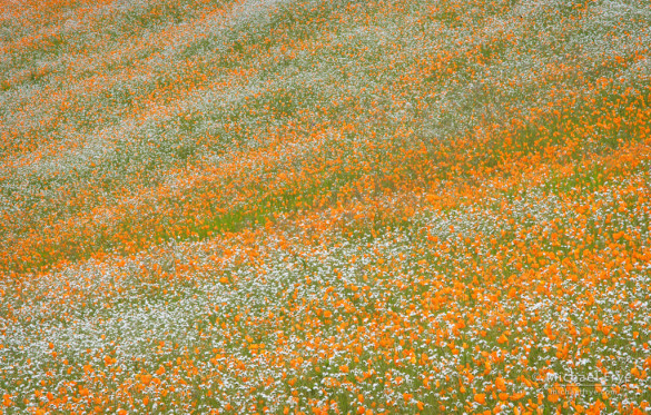 Poppies and popcorn flowers blooming in an area burned by the Telegraph Fire in 2009.
