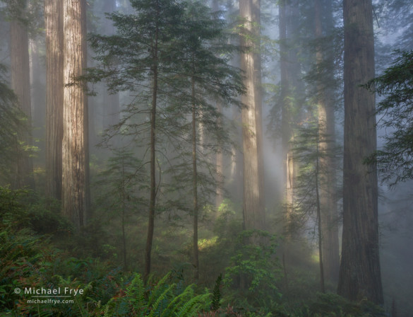 Sun breaking through fog in a redwood forest