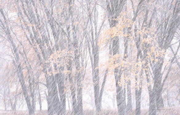 Oaks in an autumn snowstorm, Yosemite NP, CA, USA