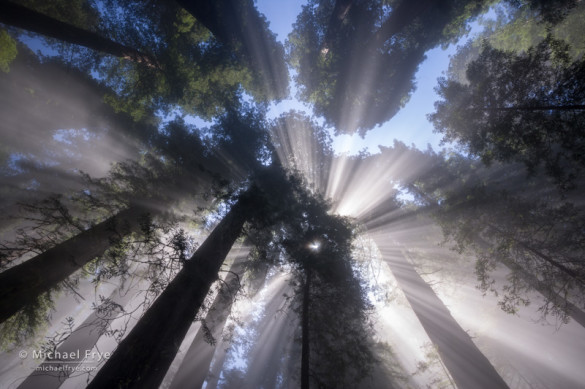 Sunbeams through the redwood canopy, Del Norte Coast Redwoods SP, CA, USA