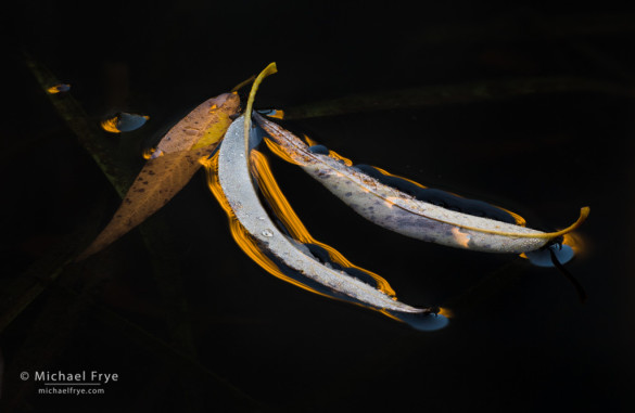 Willow leaves in a pond, Yosemite. The leaves and pond were in the shade, but catching the gold-colored reflection of a cliff in the sun. A polarizing filter helped to darken the water.