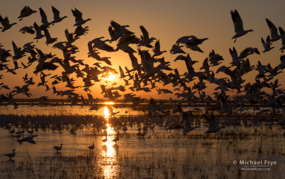 Ross's geese taking flight at sunset, Central Valley, California. This image has lots of repeating shapes shown as silhouettes.
