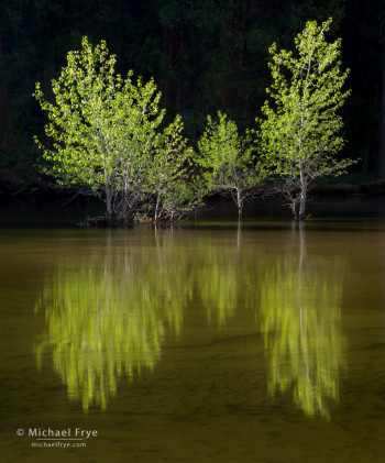 Cottonwood trees in the Merced River, Yosemite. Sidelight illuminated the tree while leaving the background in the shade.