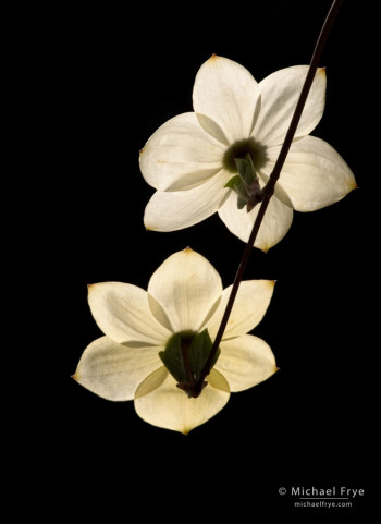 Dogwood blossoms, Yosemite. These backlit flowers stand out cleanly against a dark, shaded background.