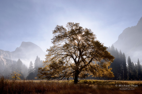 Autumn morning, Half Dome and elm tree, Yosemite. This  main features of this image, like the trees and Half Dome, stand out as dark-against-light silhouettes. The lighting direction is obvious.
