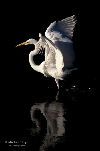 Great egret, Ding Darling NWR, Florida. Low sidelight illuminated the egret, but the edge of the pond behind the bird was in the shade.