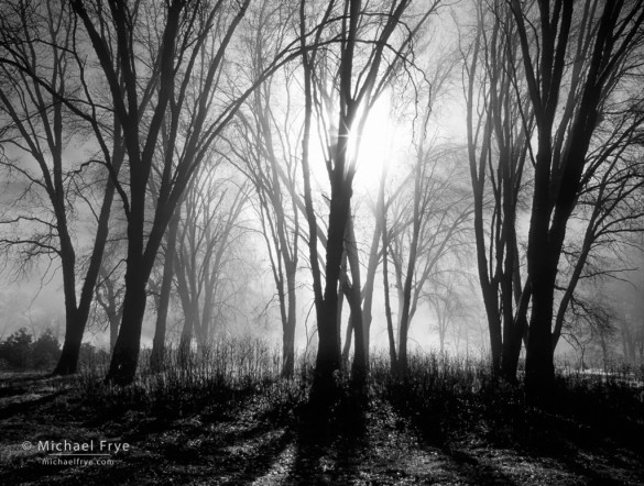 California black oaks and mist, Yosemite. Another backlit, dark-against-light, silhouette image.